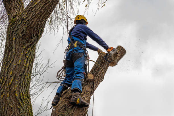 Best Utility Line Clearance  in USA